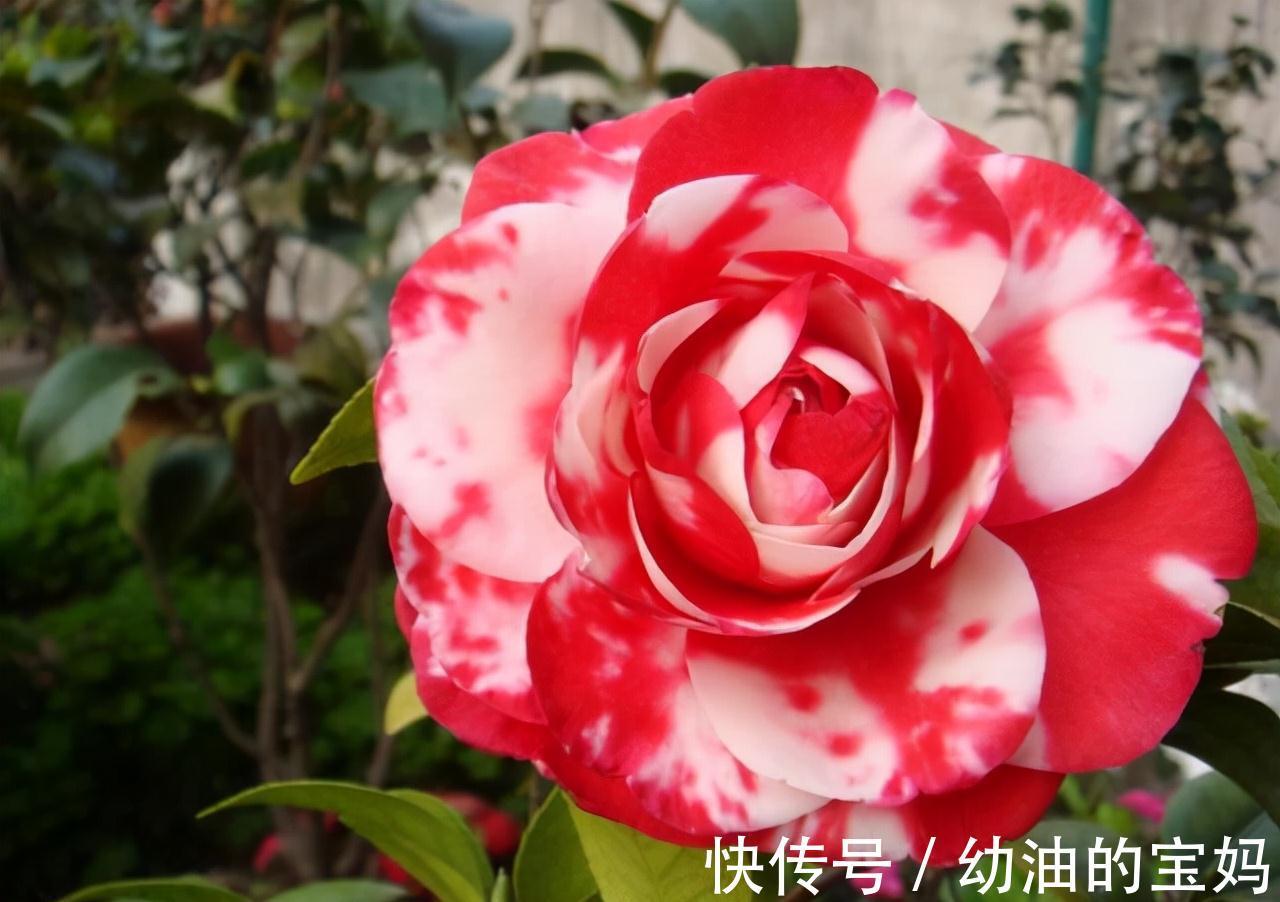 这三种花是“醋坛子”,每周灌一次“酸”水,冰雪天也能绽放群花