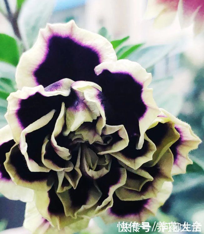 水仙|上万块的蟹爪兰,开花像烟花,养过的人不多