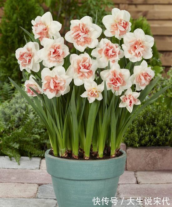 浇花别只用清水,水里加点它,不烂根不黄叶,比买的肥料还好