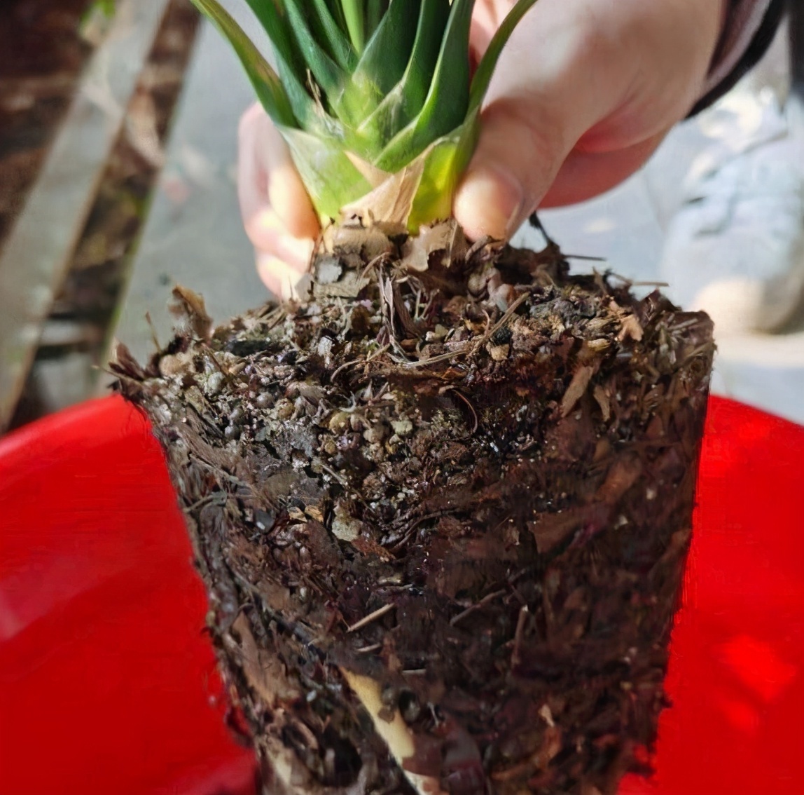 老大爷养君子兰，整整10年，仅靠4种窍门，从幼苗养成富贵花