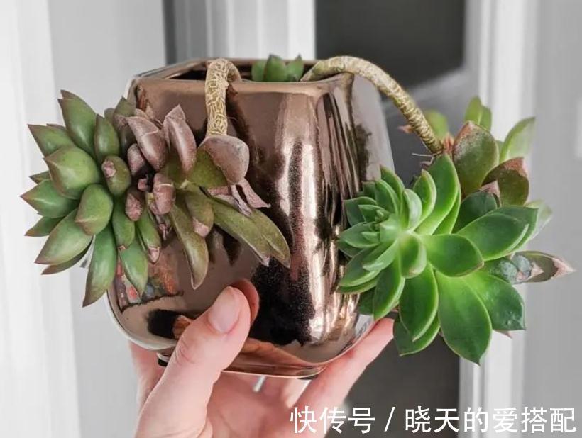 渐入深秋,多肉盆栽不能再搁置在这几个地方了