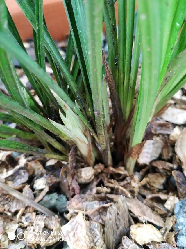 兰花|盛花期的兰花能下山吗,盛花期的兰花下山后怎么养护保存活