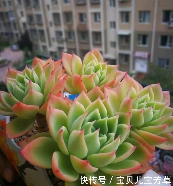 用了这3料,多肉入秋一个多月,被养成小胖子