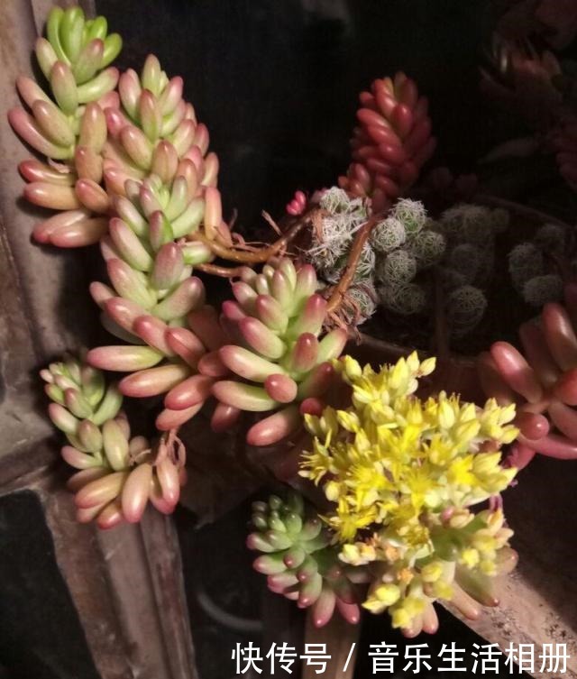 这花喜欢淋雨,越淋越好看,真奇怪!