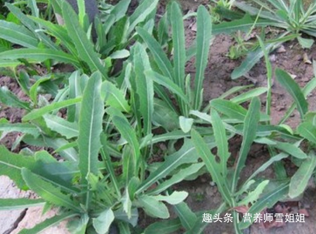 润肺|肺好不好,看三处,多食二果,常吃三白,做好四事,肺好人长寿