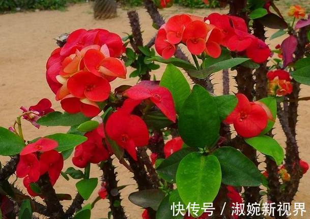 名菊|喜欢菊花,不如养盆名菊“盘龙卓越”,亲切妖娆 花姿清雅