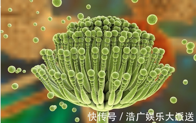 厨房|黄曲霉毒素很狡猾,如果你家里厨房有这5种情况,抓紧收拾