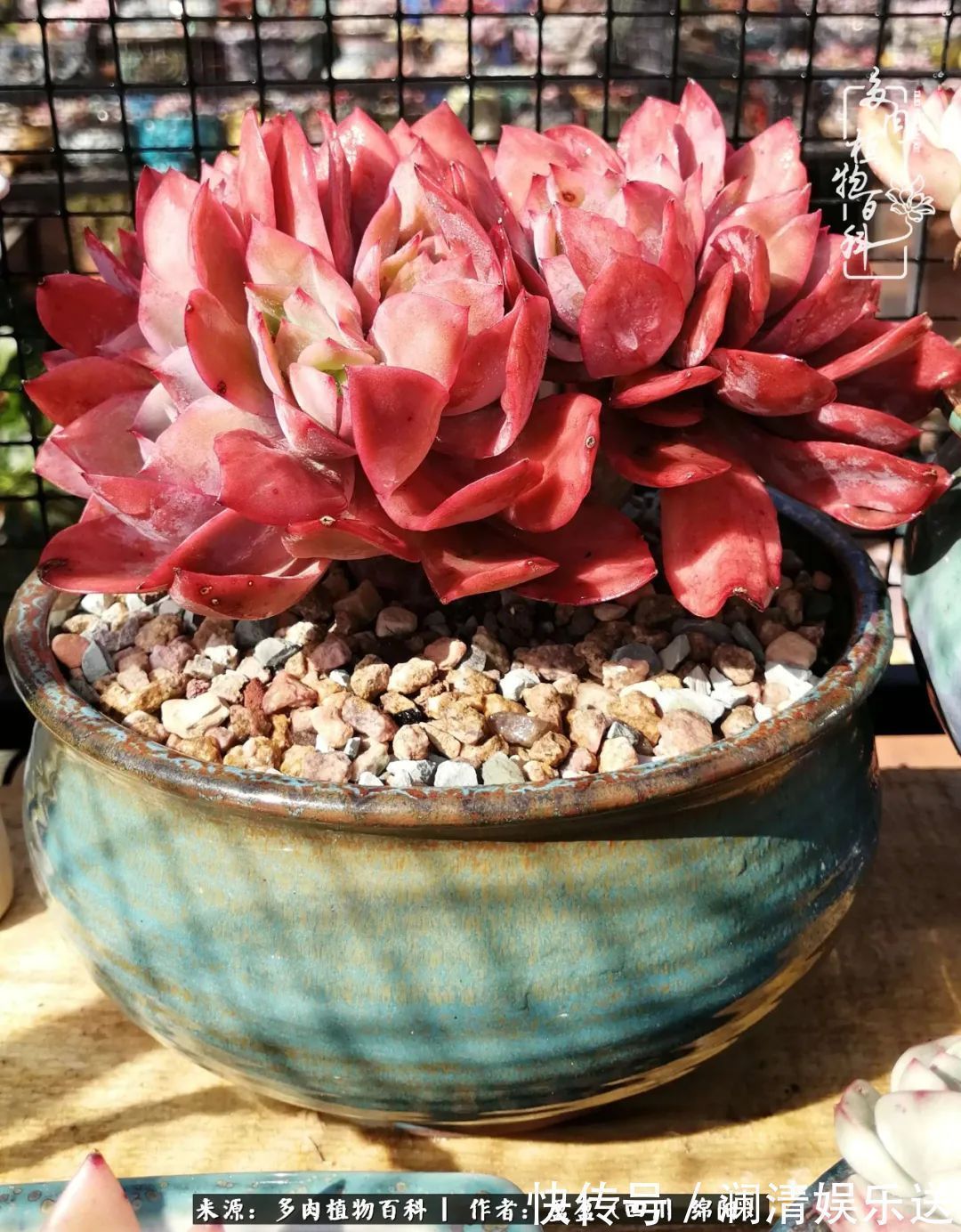 一定要爱着点什么，恰是草木对光阴的柔情！