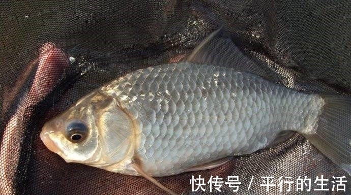 野钓鲫鱼,用几号钩才能中鱼多,跑鱼少呢