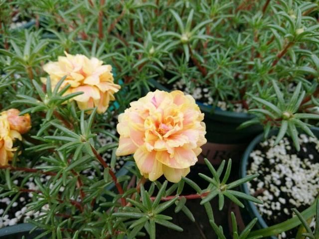 散乱|太阳花散乱似杂草狠心剪个小光头,一个月撑撑开花爆盆