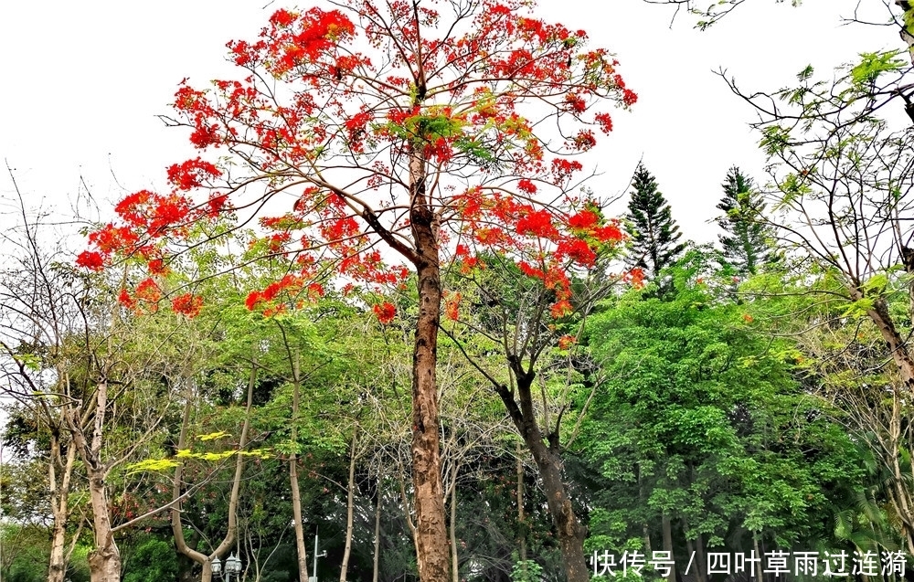 春末夏初的五月，凤凰花盛开的时节，深圳的公园随处可见锦簇花团