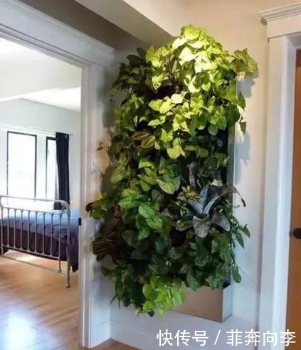 绿萝叶子腐烂发黄,听了邻居的话,结果不用几周就能枝繁叶茂