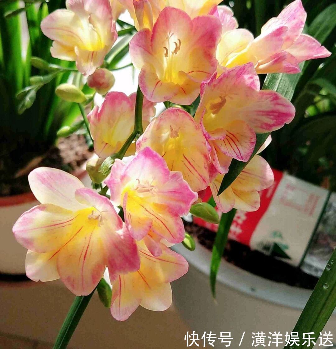 种球|秋季必备栽种花卉，秋天种上一盆小球茎，春节开花爆盆成串串