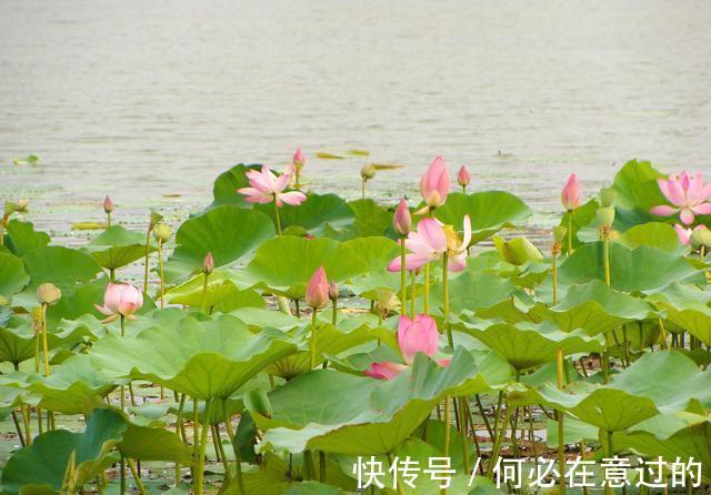 低调&做人的大智慧：低调谦虚