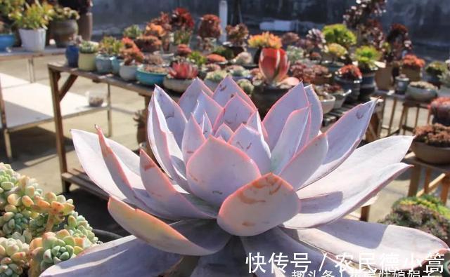 新手选这些“普货”多肉来养，好养又省心，养出状态来也很漂亮