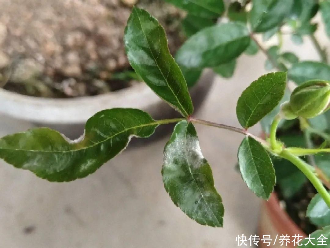 花出现7种情况，必须换盆，否则花活不过春天