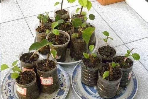 三角梅|养三角梅6年,摸索出1个简单的扦插方法,成活率90%以上!