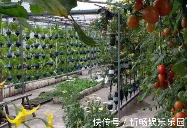 其中一位|7旬老人捡了1500个塑料瓶，在自家后院搭起菜园子，全自动管