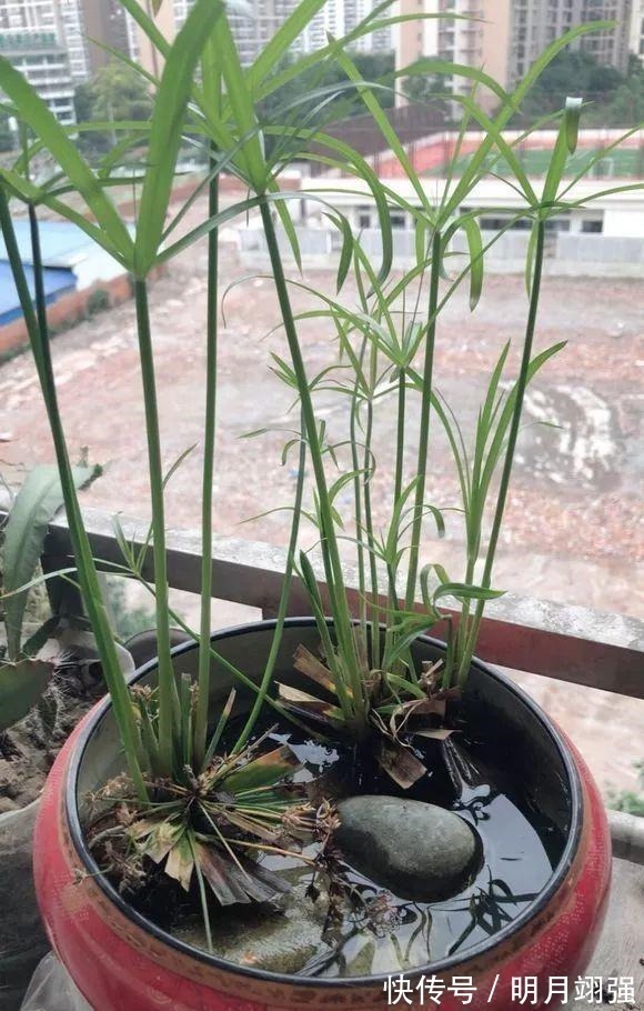 4种花“嗜水如命”,一刻也不能断水,缺了就蔫,看看你家有吗!