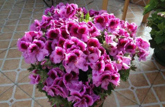 养花技巧粗生粗养也能四季开花！少养1种都觉得亏了