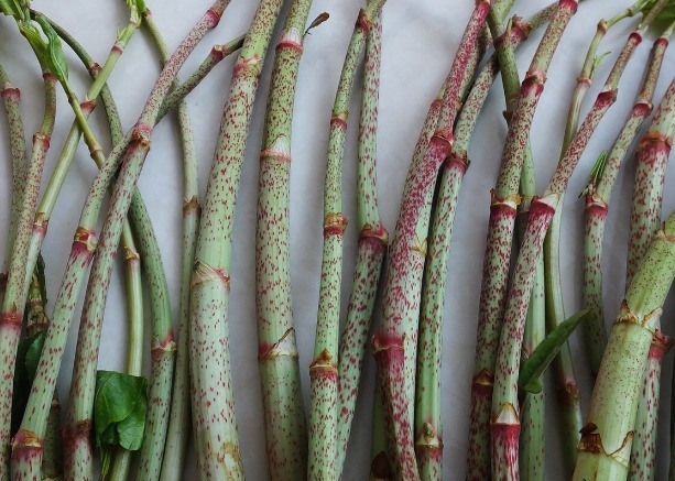 凉拌|65种野菜图片，带你认识不同的野菜和吃法，你想要的野菜这里都有