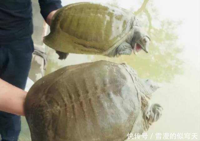 学会|野生甲鱼难找不难钓,学会这两招,一找一个准