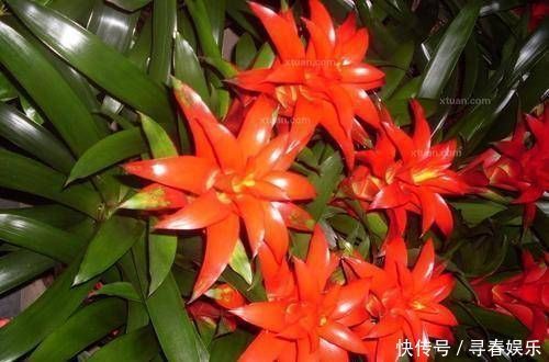 有钱人最喜欢这3种“花”,摆在家里镇宅旺财,四季常青开花不断