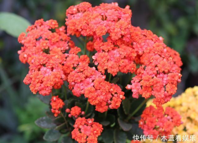 长寿花|修剪长寿花,分2种不同“方法”,做好一年开三次,每次都爆盆