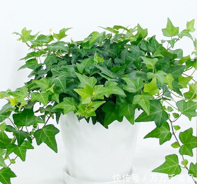 粉尘|此3种花养家里,粉尘、病菌减少一半,第2种专门吃蚊子