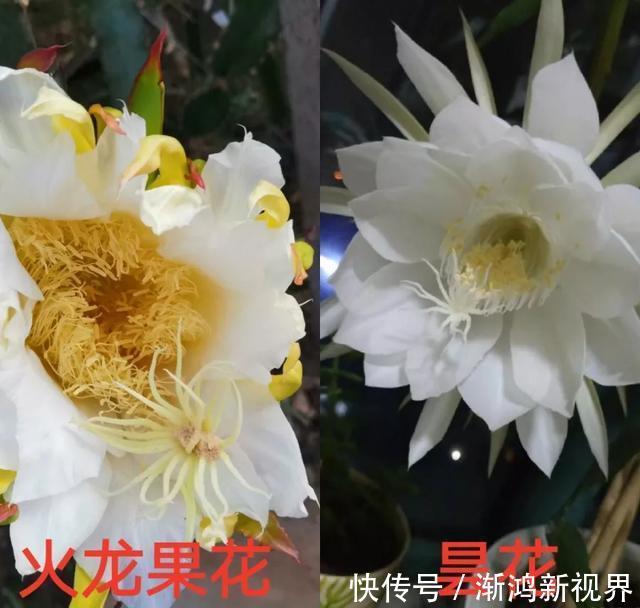 多汁|育火龙果热潮又来了，盆越浅，水越少，长越快，开花结果越多！