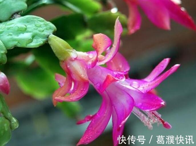 秋季蟹爪兰花期浇水就死掌握3个浇水窍门,盆底排水流畅是关键