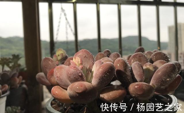 皮实|夏季养殖多肉,以下品种耐热耐晒,皮实又好养