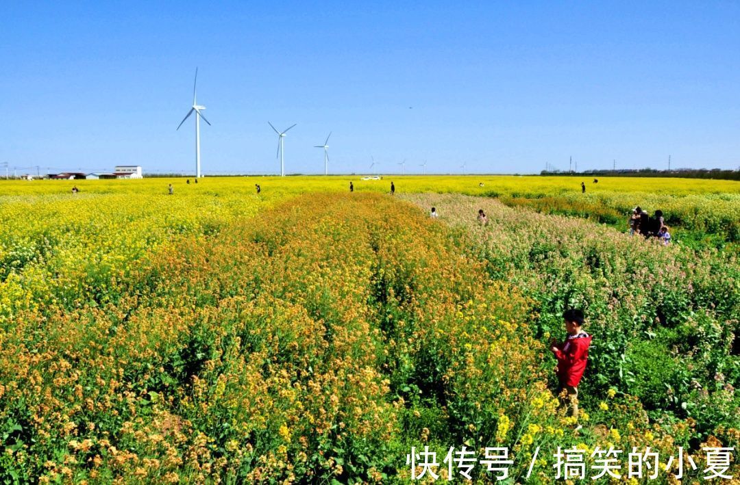 五彩|赶趟末班车，去长兴岛赏千亩五彩油菜花田