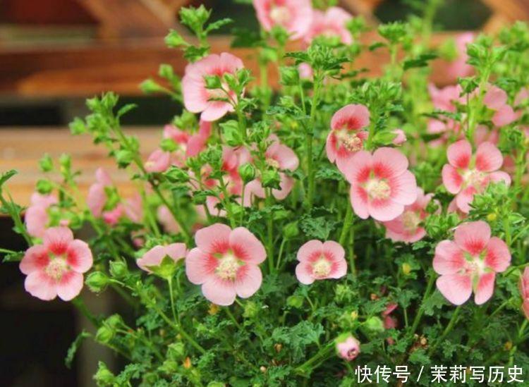 4种花现在养刚刚好，懒人新手都能养好，美不胜收