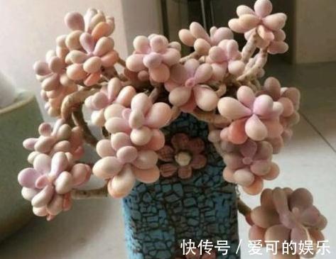 多肉奶酪怎么快速养出群生老桩，注意什么事项