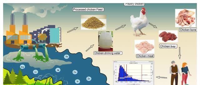 鸡屁股|宁舍金山、不舍鸡尖,传说有毒且致癌的鸡屁股,到底能不能吃?