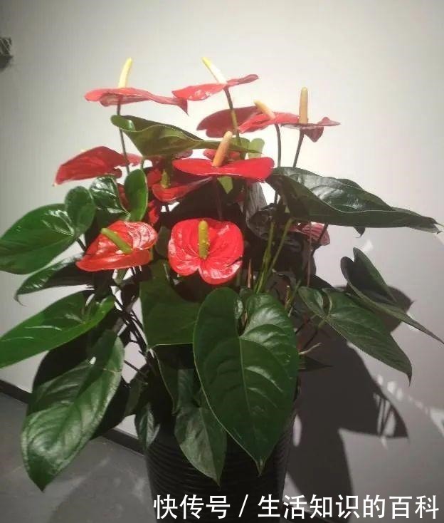 想省心就养这些花，没有病虫害，就爱开花！想省心就养这些花，没有病虫害，就爱开花！