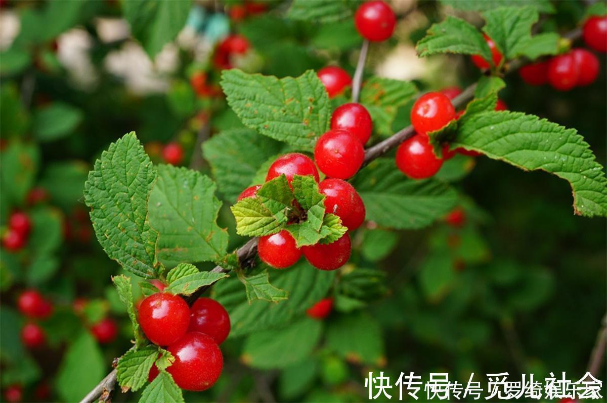 野果|农村山里一种“樱桃”,过去地上捡了随便吃,如今20元一斤吃不起