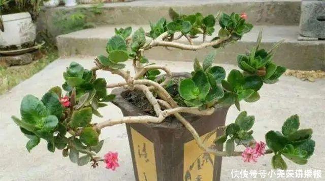 花苗越老越值钱这5种花的老桩,买了就上当