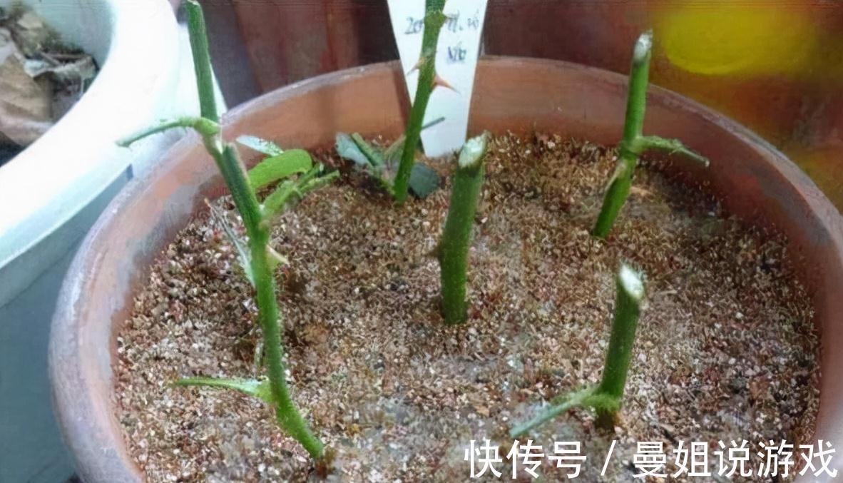 养花|这2种树最耐养,每天剪1刀,土里喂点料,蹭蹭长成小盆景