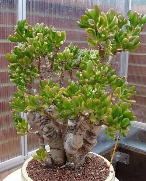 塑造|适合布置成盆景的几种多肉植物,可以塑造合适形态,不用频繁给水