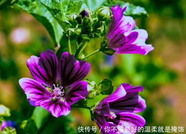 锦葵|此花作为一种观赏植物，既讽刺又有独特的风味，象征日久生情的爱