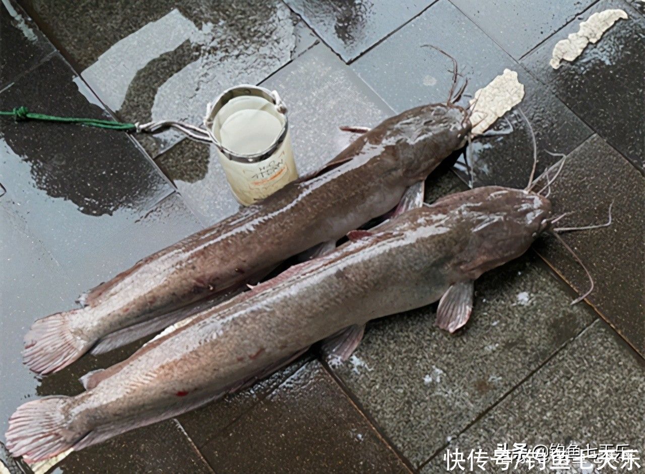 广东钓鱼人珠江边钓获大鲶鱼！钓友：数数胡须的数量，别乱吃