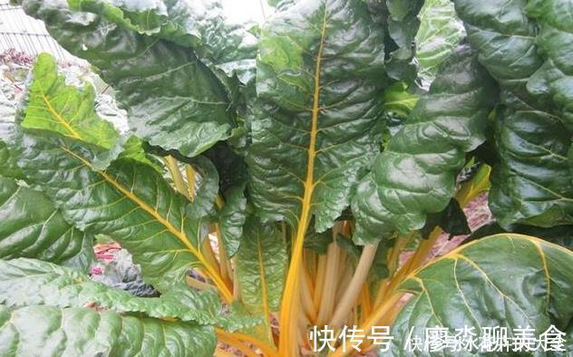 猪肉|此种菜比盆景好看比猪肉好吃，种一盆源源不断拔叶吃，连续十个月