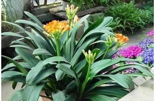 还傻傻给君子兰乱浇水难怪不开花，教你一招花开灿烂又大朵