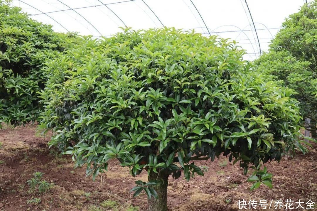 枝条|冬剪开始了,月季看见这种枝,就要赶紧剪