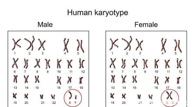 精子|性别是何时形成的？精子和卵子结合的时候吗？专家：前六周无性别