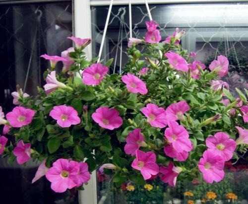 真正懂花的人,都会养这3种花,爆盆快寓意好还能养人