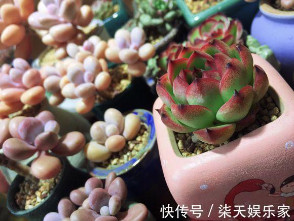 网购|网购多肉,记住“3大步”,增加安全系数,做合格“肉奴”