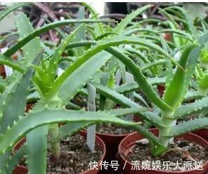 增光剂|花卉市场“水深”里这四种花别买，买一盆死一盆，根本养不活！